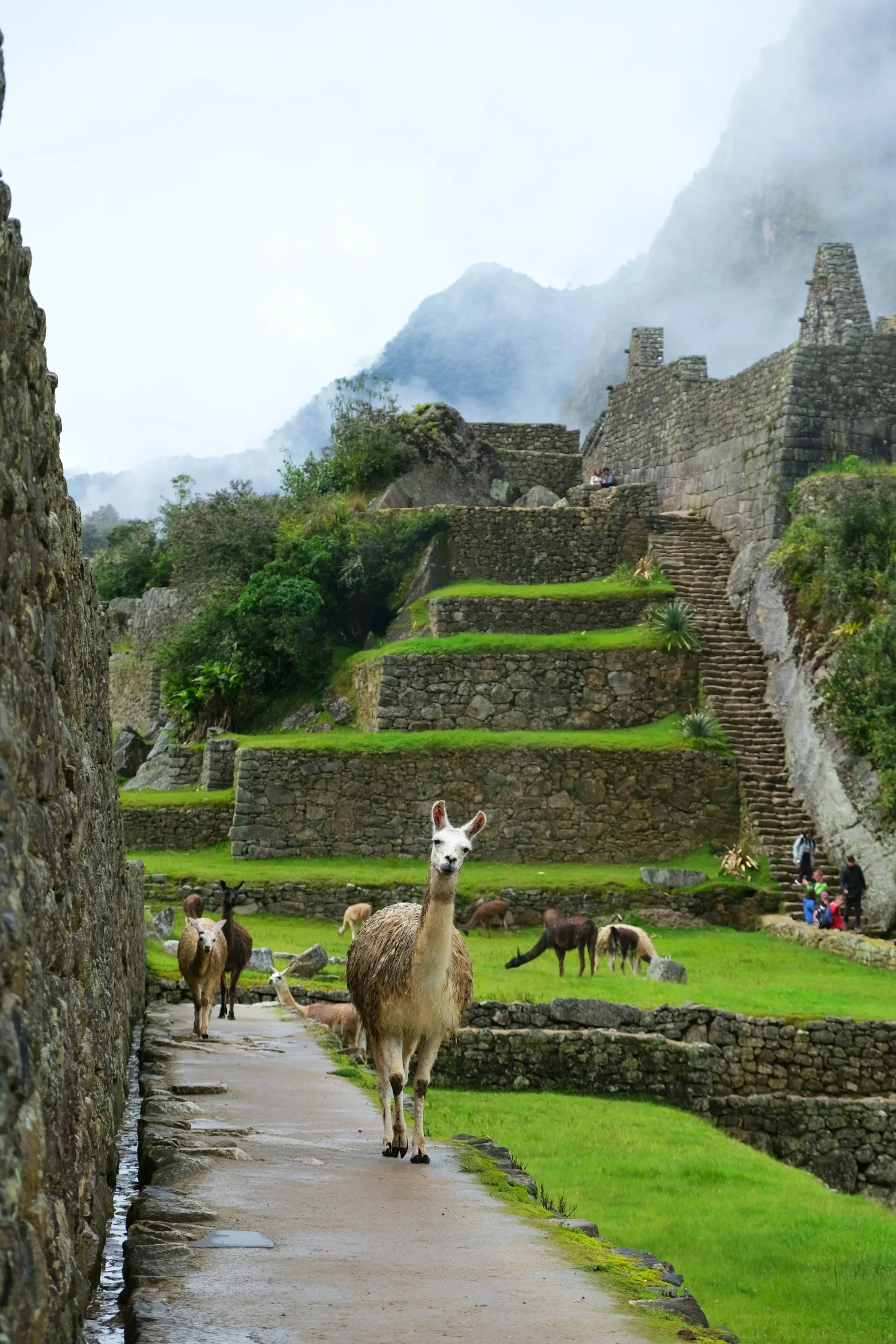 Machu Picchu trekking con Kristencia Journey Adventures