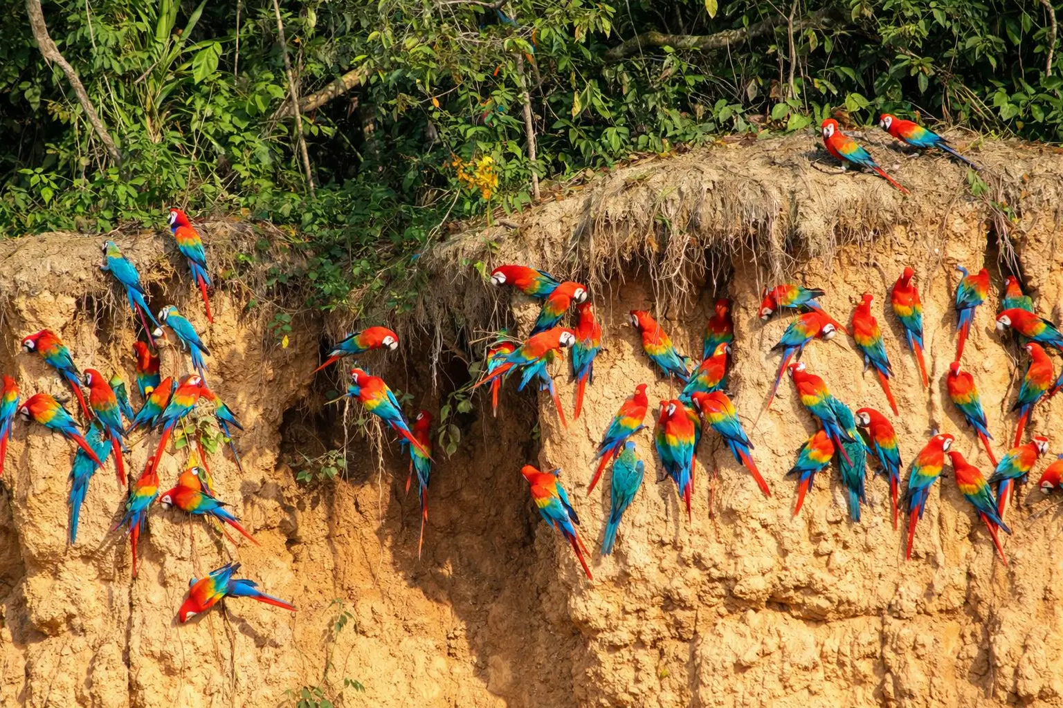 Colpa de guacamayos
